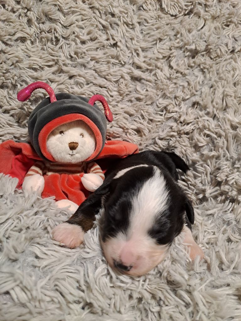 Des Vignes Roses - Berger Américain Miniature  - Portée née le 25/12/2025